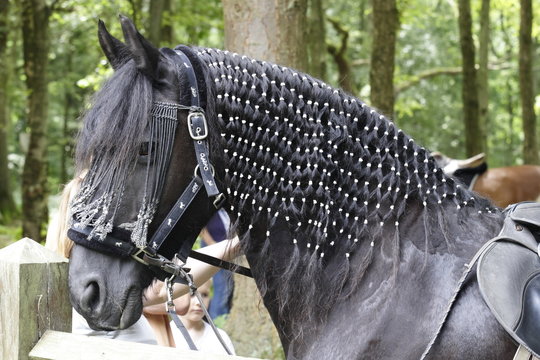cheval frison