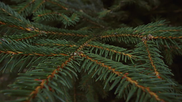 Green pine branch moving in the wind at twilight