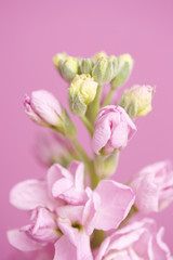 Fototapeta premium ストックの花