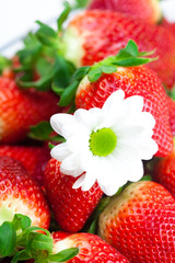 background of red big juicy ripe strawberry and flower