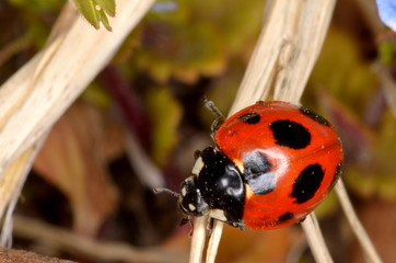 枯れ草にとまるナナホシテントウ