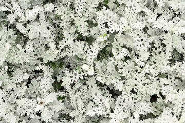 Natural texture