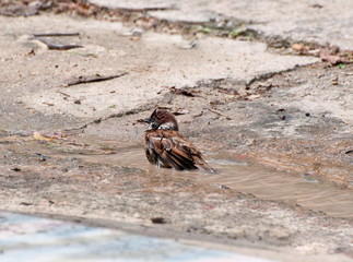 The Sparrow swimming pool