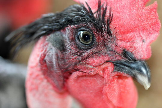 t&ecirc;te de coq noir &agrave; cou plum&eacute;