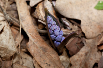 spring violet flower
