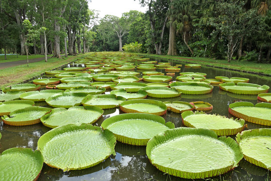 bassin aux n&eacute;nuphars g&eacute;ants, Victoria Amazonica, Maurice