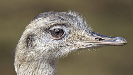 strauß portrait