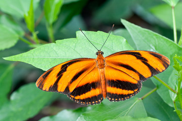 Exotischer Schmetterling
