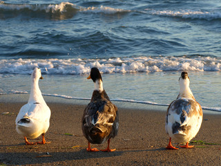 ducks and geese near the shore