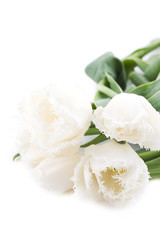White tulips