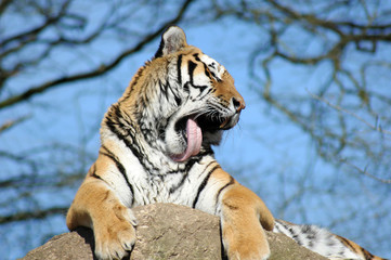 tiger