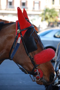Cavallo bardato a festa
