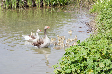 PATOS