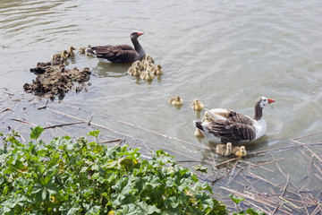 PATOS