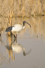 Sacred ibis, Threskiornis aethiopicus Latham