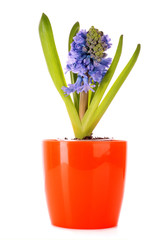 blue hyacinth isolated on white background