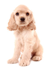 Puppy cocker spaniel on a white background
