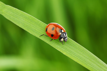 ladybug on grass