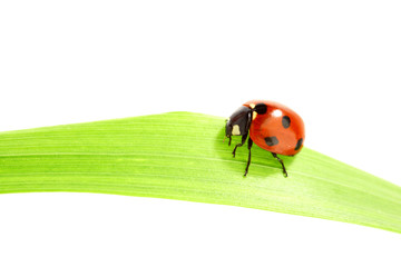 ladybug on grass