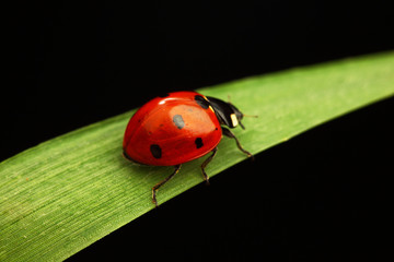 ladybug on grass