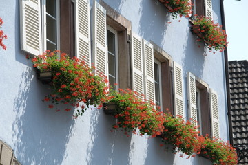finestre fiorite