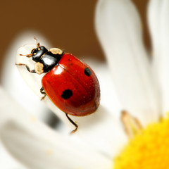 ladybug on camomile