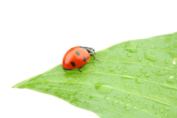 ladybug on leaf