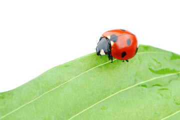 ladybug on leaf