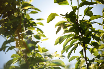 green leaves