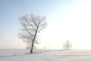 Fototapeta na wymiar Frosty winter tree in the field on a cloudless morning
