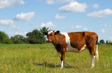 Foto op Plexiglas Koe koe in de wei