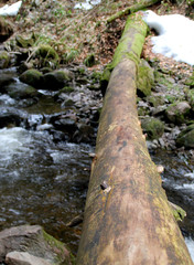 dead trunk over stream