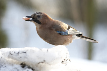 Jay with sausage in beak on snow