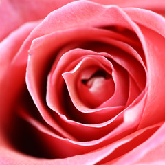 Fototapeta na wymiar pink rose