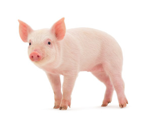 Pig - 30737118