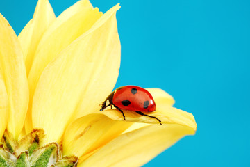 ladybug on sunflower