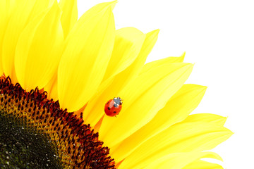 ladybug on sunflower