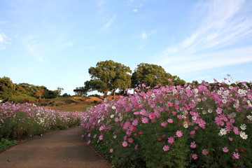 コスモスと小道