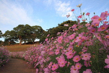 コスモスの小道