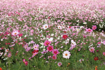 一面のコスモス
