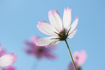 空に向けて咲くコスモス
