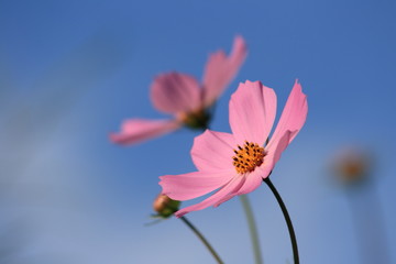 青空に向かって咲くコスモス