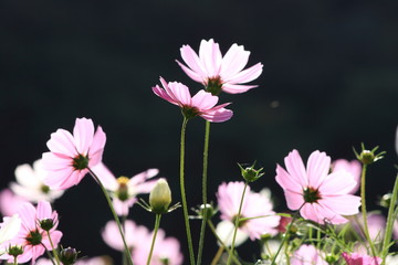 黒背景のコスモス