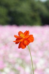 主役のコスモス