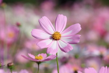 一輪コスモス