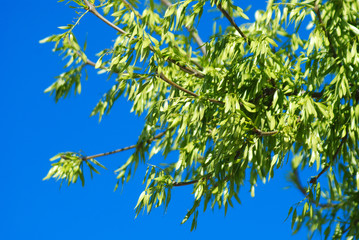 RAMAS, FOLLAJE DE UN FRESNO, FRAXINUS ANGUSTIFOLIA