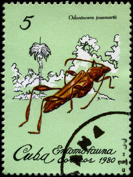 CUBA - CIRCA 1980 Beetle