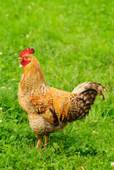 Cock
