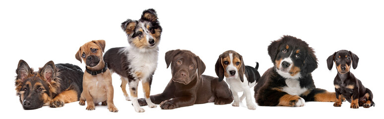 large group of puppies on a white background - 30741987