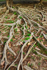tree roots